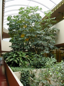 marin civic center